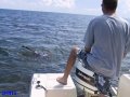Jim spearfishes