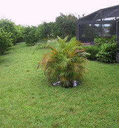 North Side Yard